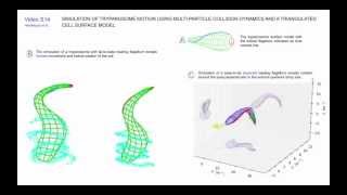 Simulation of Trypanosome Motion Using MultiParticle Collision Dynamics and [upl. by Ylremik]