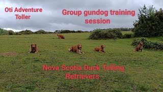 Nova Scotia Duck Tolling Retrievers  group gundog training session [upl. by Whale]