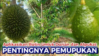 PENTINGNYA PEMUPUKAN RUTIN DURIAN DAN ALPUKAT DENGAN PUPUK KIMIA DAN ORGANIK [upl. by Crooks]