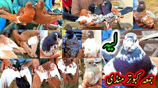 Friday Pigeons Market Latest Update  Khal Peshori Rangen Sasta Kabootar  Kabutar Mandi Layyah [upl. by Whorton]