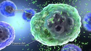 Benlysta® belimumab Mechanism of Action in SLE [upl. by Arodnahs888]