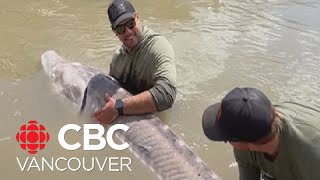 Giant sturgeon caught and released in BCs Fraser River [upl. by Hsiri]