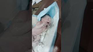 The baby delivered in opritiontheatar female baby alive first cray 😜😍subscribe live cutebabybaby [upl. by Ailadi]