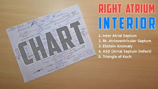 Right Atrium Anatomy Interior  Part 2  Triangle of Koch Ebstein Anatomy ASD  TCML [upl. by Manwell]