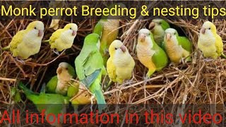 Monk Quakers parakeeta Monk perrot Breeding tips and nesting metirial [upl. by Mccourt807]