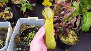 Species Spotlight Nepenthes hamata [upl. by Eednil536]