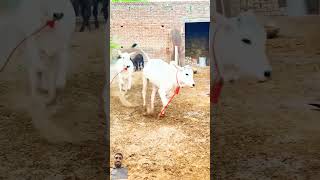 Cow masti cow animals funny greenscreen shorts youtubeshorts amazing funnyviralvideo [upl. by Atterys]