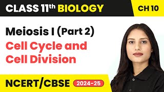 Meiosis I Part 2  Cell Cycle and Cell Division  Class 11 Biology Chapter 10  CBSE 202425 [upl. by Strepphon]