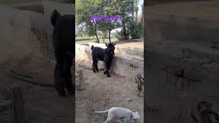 ddp animals ddpgoat goat GURMANI DDP GOAT🤩🤩😍😍🥰🥰 [upl. by Ainoloppa]