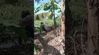 Mancing belut sawah [upl. by Farland]