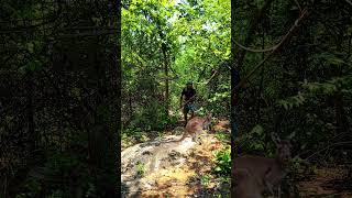 Kangaroo 🦘 catch kangaroo wildlife viral trending short shorts forest nature wildjungle [upl. by Flossie]