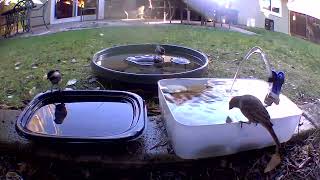 Chickadees and Lesser Goldfinches having a party at the bird bath [upl. by Suiratnod]