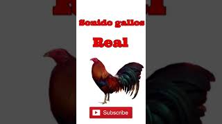 Sonido de Gallo 🐓 Efecto de Sonidos de Gallos Cantando Real [upl. by Elok]