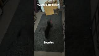 Zoomies fyp cat playtime shorts play kitten zoom fast lazer funny animals youtubeshorts [upl. by Cinomod]