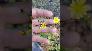 Alpine Hawkweed not Dandelion on the Olympic Peninsula [upl. by Quackenbush483]