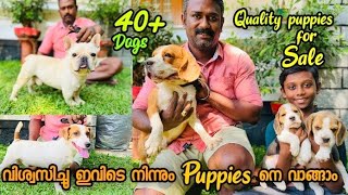 40 ൽ അധികം Dogs ഉള്ള ഒരു കിടിലൻ KennelTop Quality Puppies are for Sale  Beagle  Chihuahua [upl. by Krutz843]