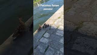 5 patinhos foram passear [upl. by Melise]