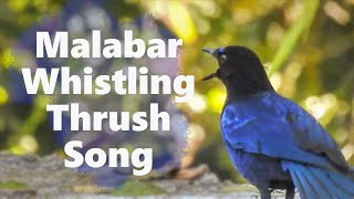 The Malabar Whistling Thrush Singing inside Parambikulam Tiger Reserve Kerala birdcalls [upl. by Alby]