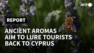 Ancient aromas aim to lure new crop of tourists to Cyprus  AFP [upl. by Asaret]