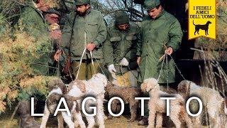 LAGOTTO ROMAGNOLO trailer documentario [upl. by Tavis]