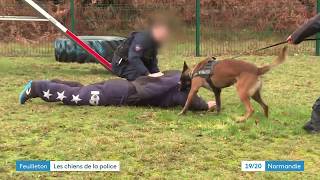 Lentrainement des chiens de la police en Normandie [upl. by Hgielrebmik]