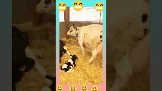 Cow Faram cow cowmilk cattlefarm caleningfeeding [upl. by Hpejsoj215]