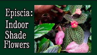 How to Grow amp Cultivate Episcia  Flame Violet  Episcia Plant Care [upl. by Lenneuq]