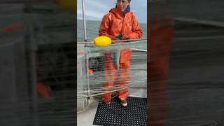 Drift Gillnetting Sockeye Salmon in Alaska’s Copper River [upl. by Hajar717]