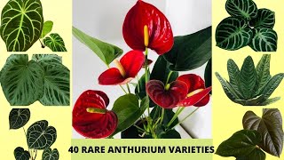 Top 40 Rare and Variegated Anthurium Varieties Beautiful Anthurium Flowers  Anthurium with names [upl. by Venola980]