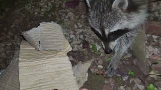 raccoons eating [upl. by Torry784]