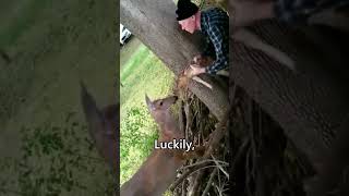 Humans Help Crying Baby Deer Stuck In Fence shorts [upl. by Wini590]