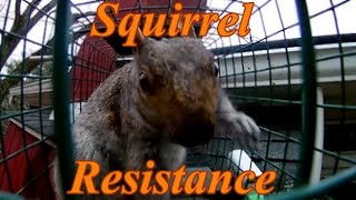 How to Dramatically Catch Squirrels in a Live Trap [upl. by Hamon]