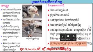 ជំងឺអុតមាន់​  Fowl Pox Chicken Disease [upl. by Kuehnel]