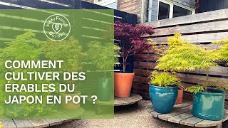 🍁​ Comment cultiver des Érables en pot [upl. by Drawe]