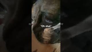 Let the dogs sleep lol dog trend bulldog funny viral shorts [upl. by Yank276]