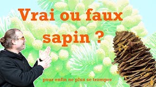 Une histoire de sapin ou d épicéa  Comment faire la différence [upl. by Jaclin318]