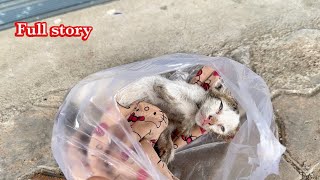 Full storyRescue dying kitten that the owner abandoned it front my clinic the kitten only breathing [upl. by Ayikur]