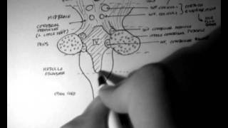 Brainstem Anatomy 3  Posterior Aspect [upl. by Juliane803]