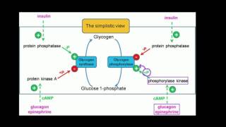 Regulation of Glycogen Metabolism [upl. by Atikal484]