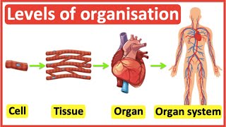 Cells Tissues Organs Organ systems  Level of organisation in organisms  Easy science video [upl. by Concordia]