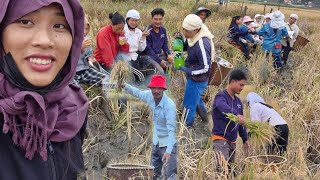 I had gone to harvest paddy with my family today  zirovalley [upl. by Ttehr]