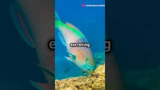 Parrotfish The Oceans Colorful Artist digicyclopedia shorts animals wildlife viral [upl. by Lanny345]