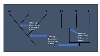 Phylogenetische Systematik  Teil 2 Kladistik  english subtitles [upl. by Erdnaxela]