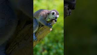 Ringtailed lemur wood kyon khata hai wildlifeofbharat [upl. by Llibyc]