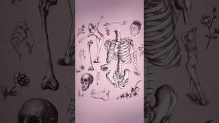 ANATOMY DRAWING PRINTED 💗 art drawing anatomy [upl. by Currier]