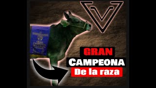 Vacas Suizo Europeo hembras donadoras de embriones y como es el Juzgamiento Hembras en una pista [upl. by Yarak]