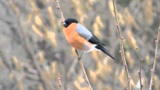 der Ruf des Gimpel  Dompfaff Bullfinch Vogelstimmen Gesang [upl. by Hinson742]