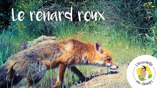 Le renard roux [upl. by Yuille796]