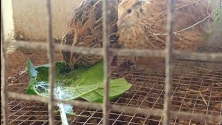 പൂമ്പാറ്റപ്പുഴുക്കളെ തിന്നുന്ന കാടകൾ • Quail eating caterpillar underneath an eggplant leaf [upl. by Gamal]