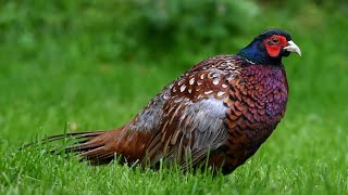 Wild Pheasant Scratches an Itch [upl. by Essilec571]